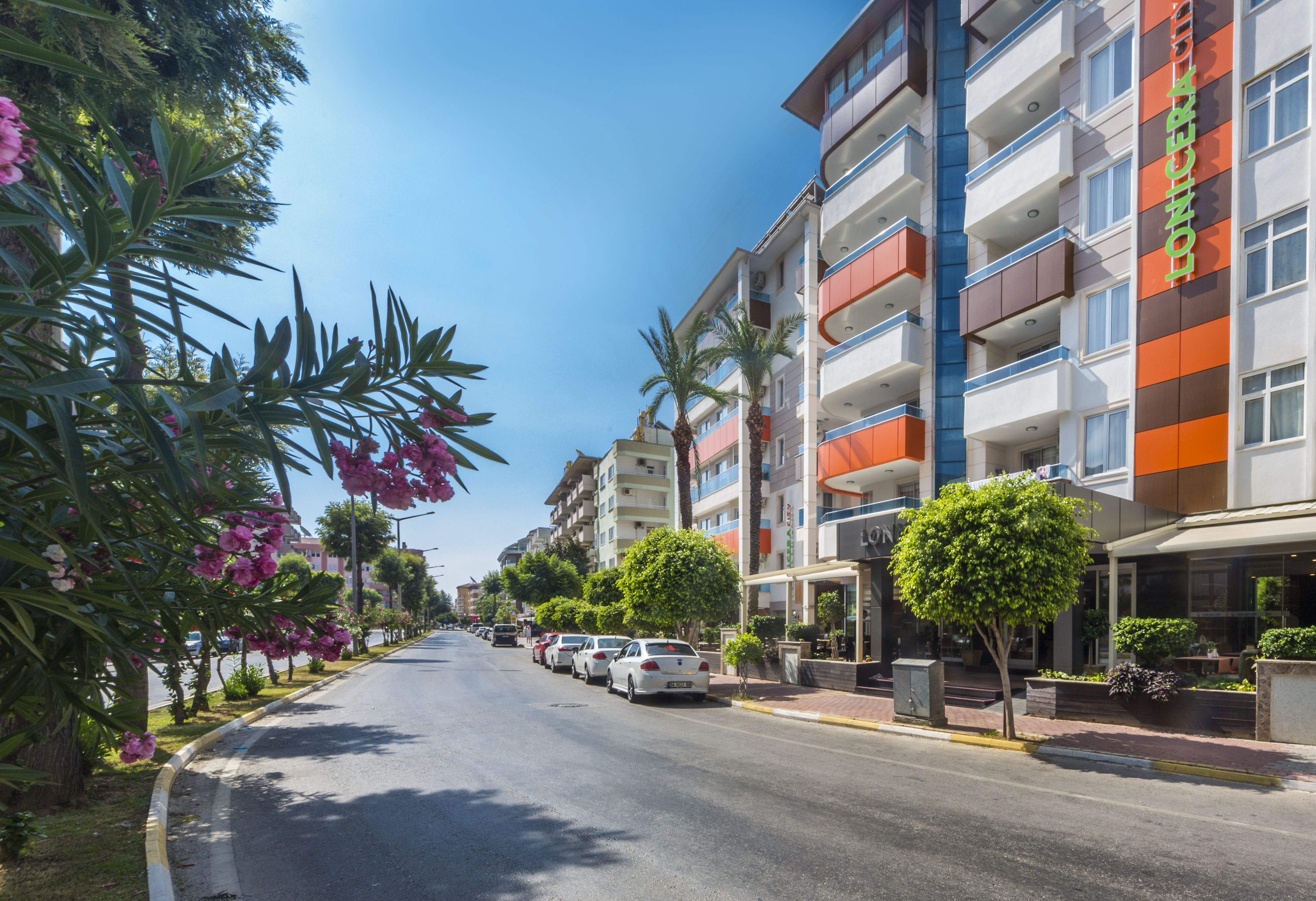 Lonicera City Kleopatra