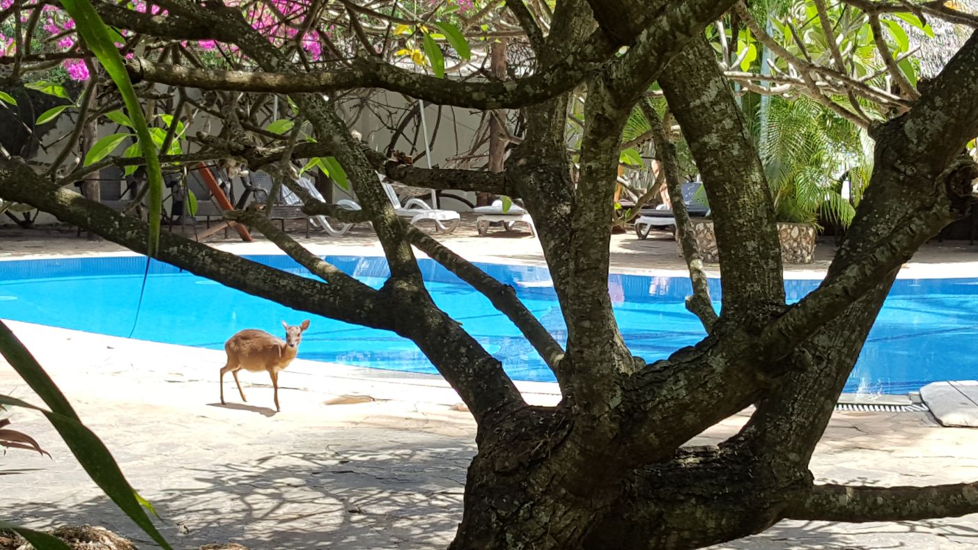 Langi Langi Beach Bungalows 4